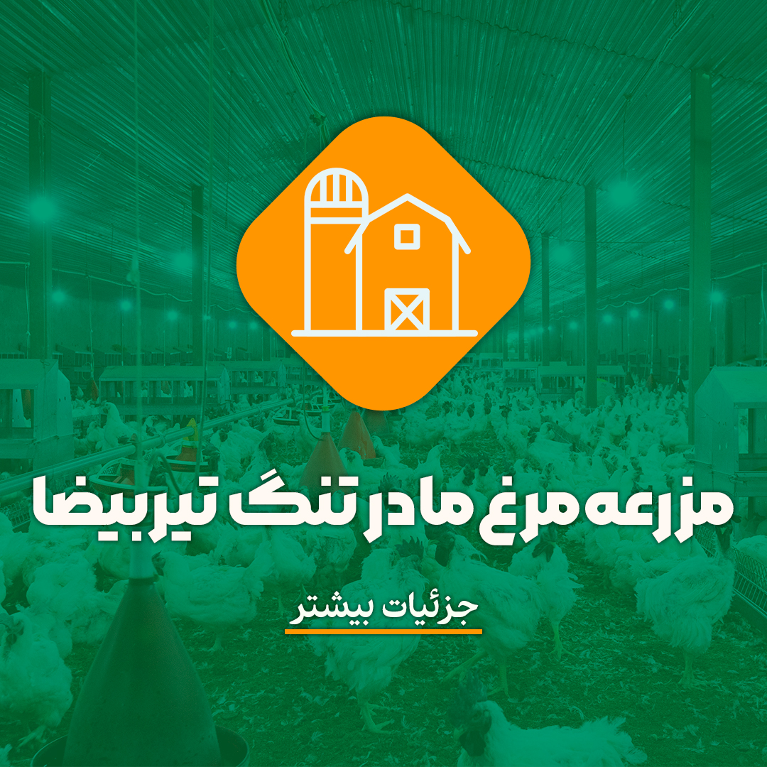 طیور-مزرعه مرغ تنگ تیربیضا